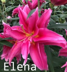 1_Elena-verkleind