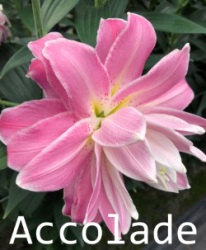 Accolade