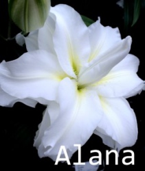 Alana