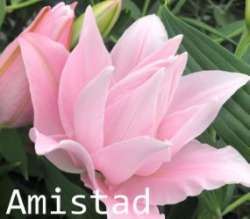 Amistad
