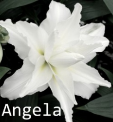 Angela