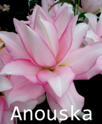 Anoushka