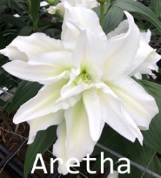 Aretha