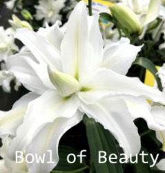 Bowl-of-Beauty