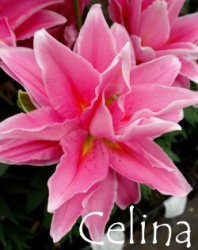 Celina