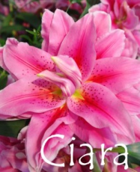 Ciara