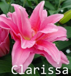 Clarissa