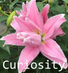 Curiosity