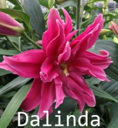 Dalinda-verkleind