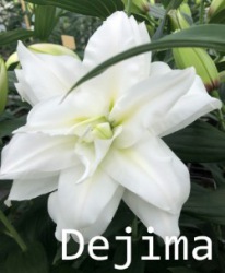 Dejima