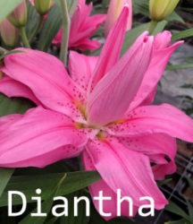Diantha