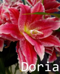 Doria