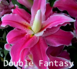 Double-Fantasy