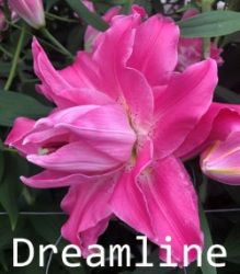 Dreamline