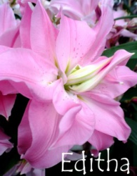 Editha