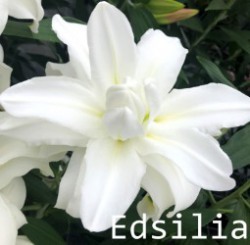 Edsilia