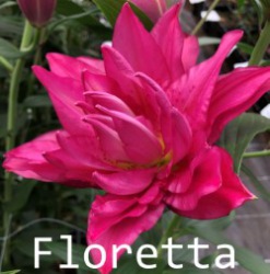 Floretta