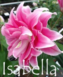 Isabella