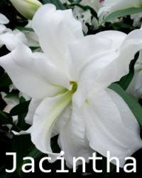 Jacintha
