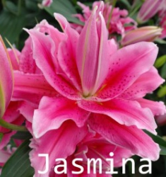 Jasmina