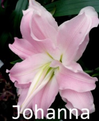 Johanna