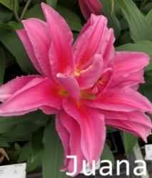 Juana