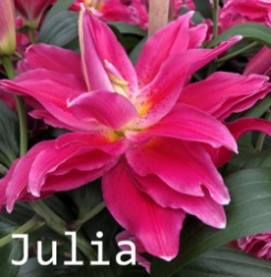 Julia