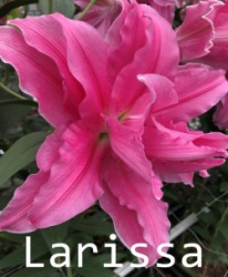 Larissa