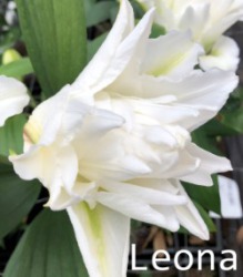 Leona