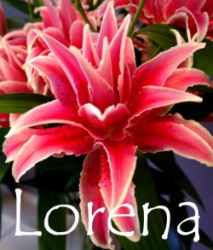 Lorena