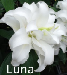 Luna