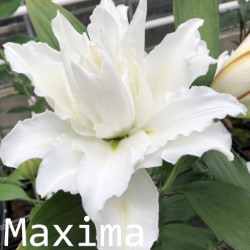 Maxima