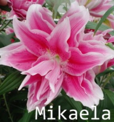 Mikaela