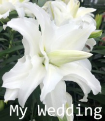 My-Wedding
