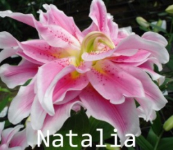 Natalia