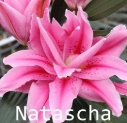 Natascha