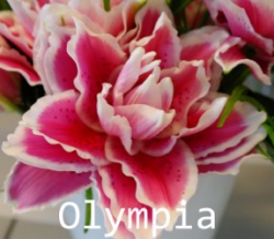 Olympia