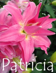 Patricia