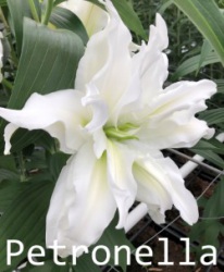 Petronella