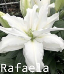 Rafaela