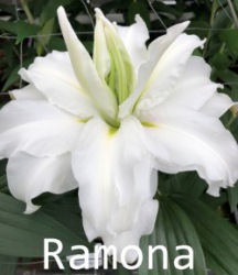 Ramona