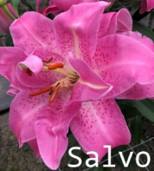 Salvo