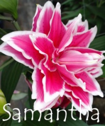 Samantha