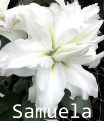 Samuela