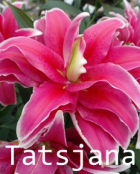 Tatsjana