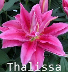 Thalissa