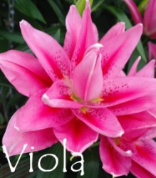 Viola