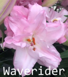 Waverider
