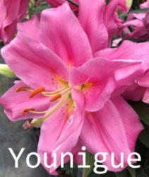 Younigue