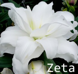 Zeta